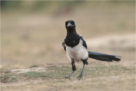 <p>STRAKA OBECNÁ (Pica pica) ---- /Eurasian magpie - Elster/</p>